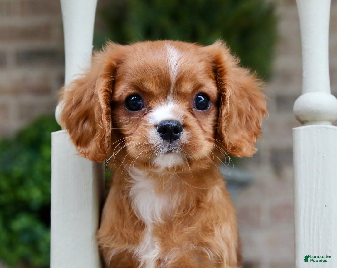 Cavalier King Charles Spaniel dogs for sale: Louie - Image 3