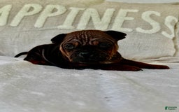 American Bulldog dogs for sale: Chongqin - Listing for pets: China, Chongqin - Image 1
