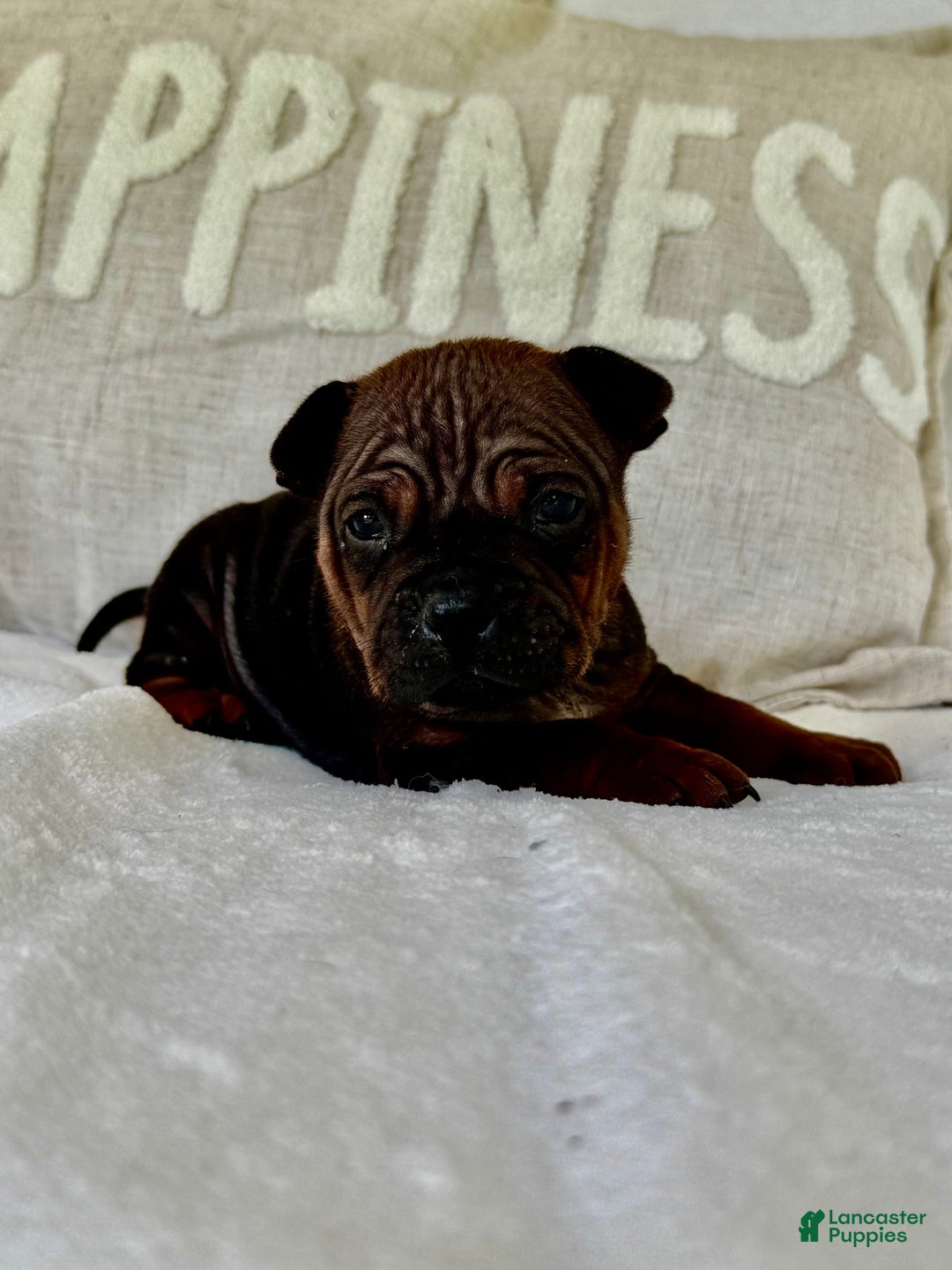 American Bulldog dogs for sale: Chongqin - Listing for pets: China, Chongqin - Image 1