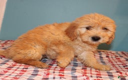 Mini Goldendoodle dogs for sale: May Mini - Image 1