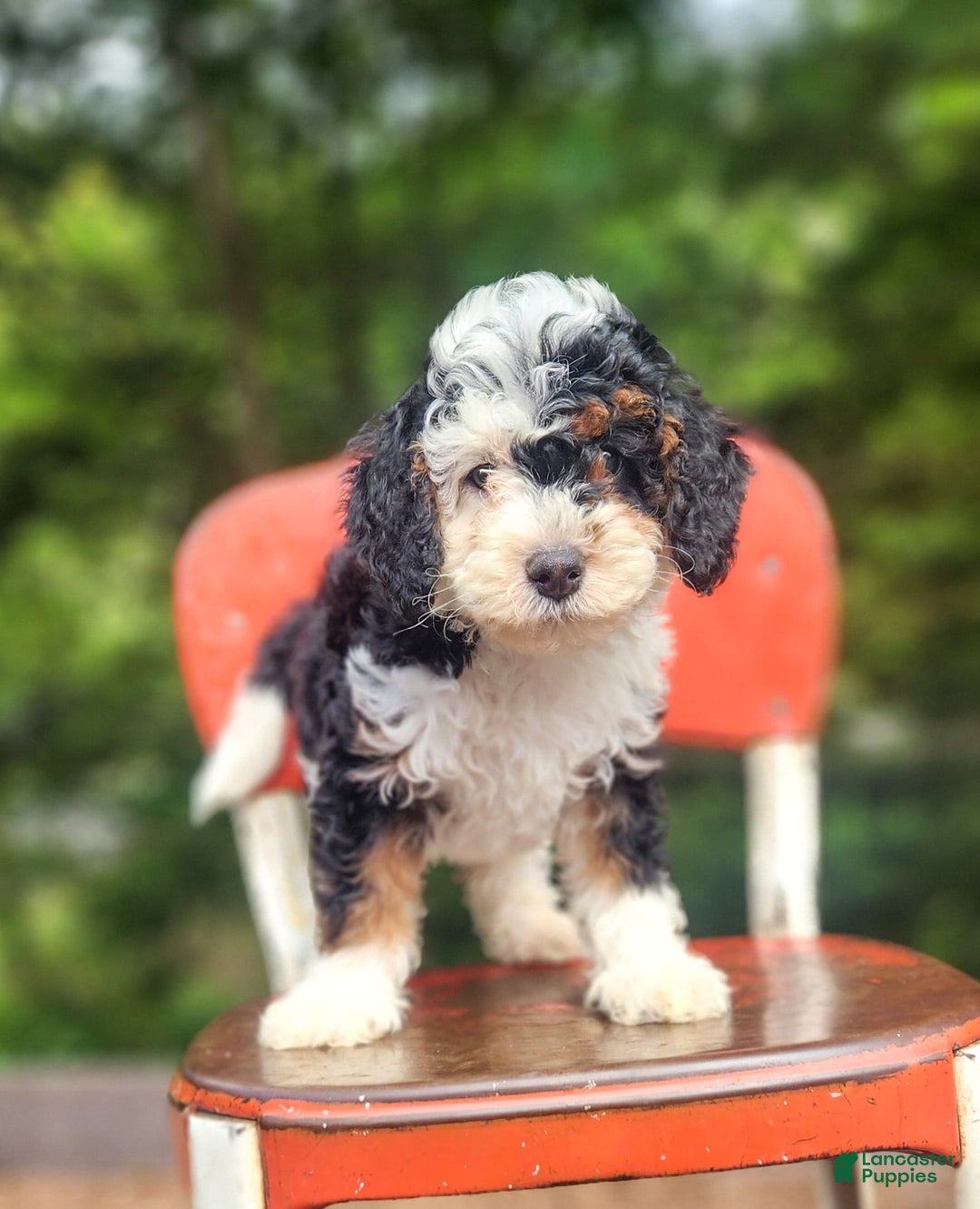 Mini Bernedoodle dogs for sale: Weber - Image 3