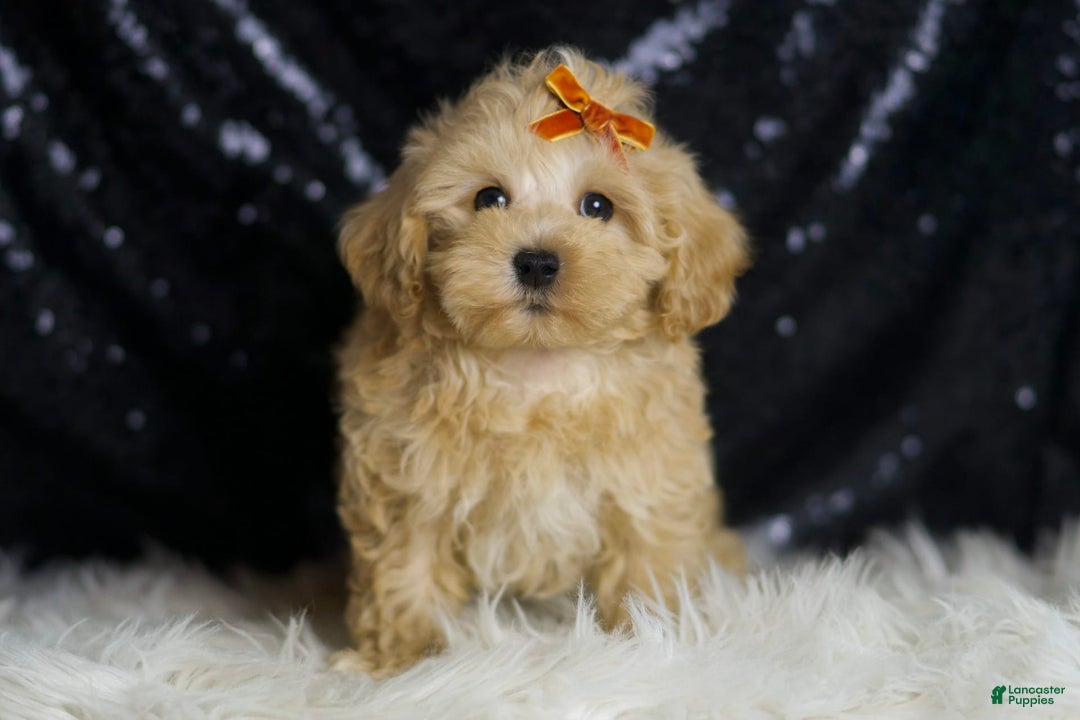 Maltipoo dogs for sale: Scotch - Image 5