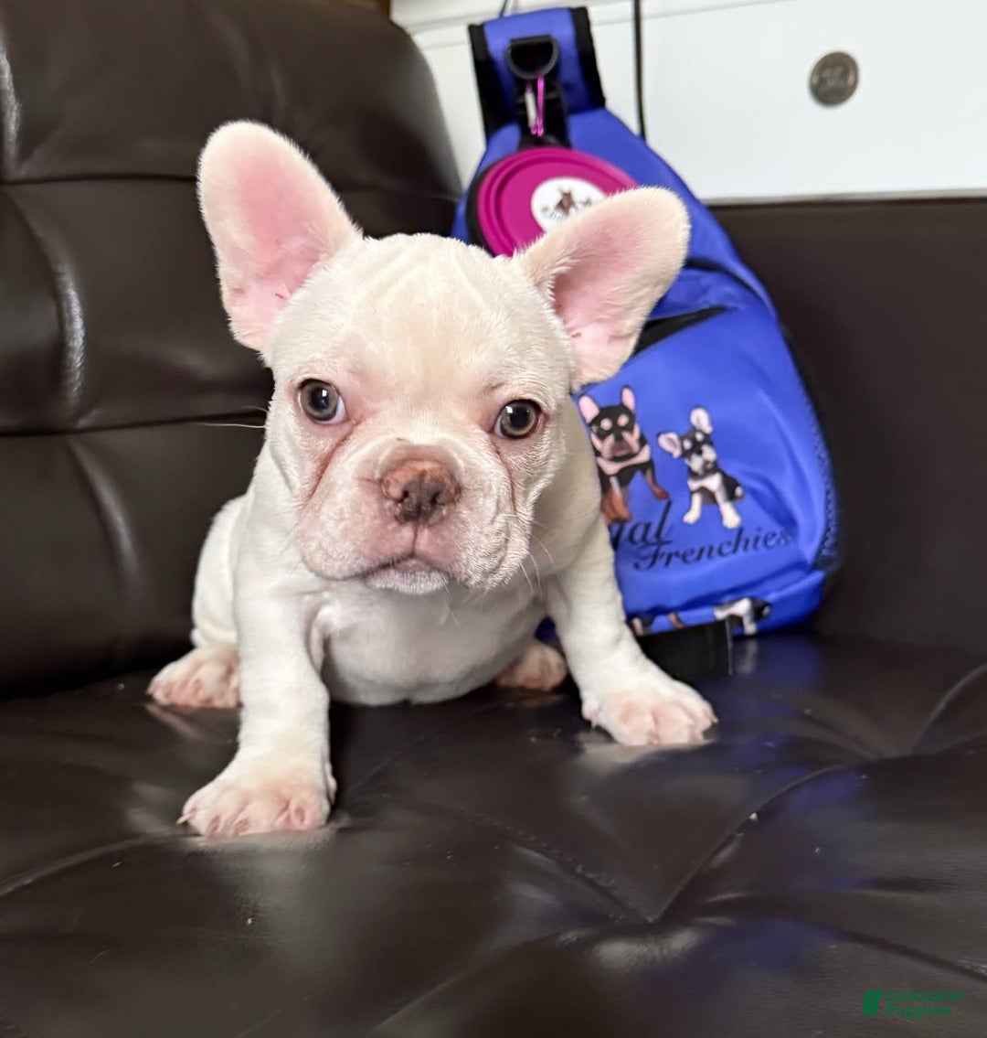 French Bulldog dogs for sale: Hera - Image 3