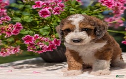 Mini Bernedoodle dogs for sale: Shiloh - Image 13