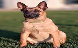 Belgian Malinois dogs for sale: Avalon - Image 6