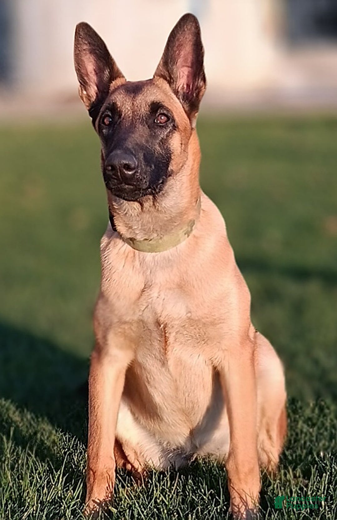 Belgian Malinois dogs for sale: Avalon - Image 6