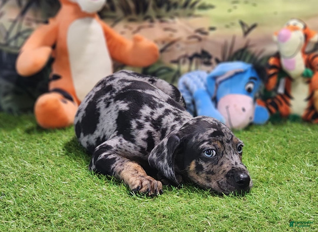 Catahoula Leopard Dog dogs for sale: Houdini 2025 Male 5 - Image 5