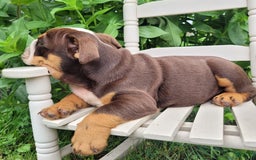 English Bulldog dogs for sale: Sadie - Image 14