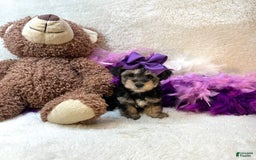 Yorkiepoo dogs for sale: Wren - Image 6