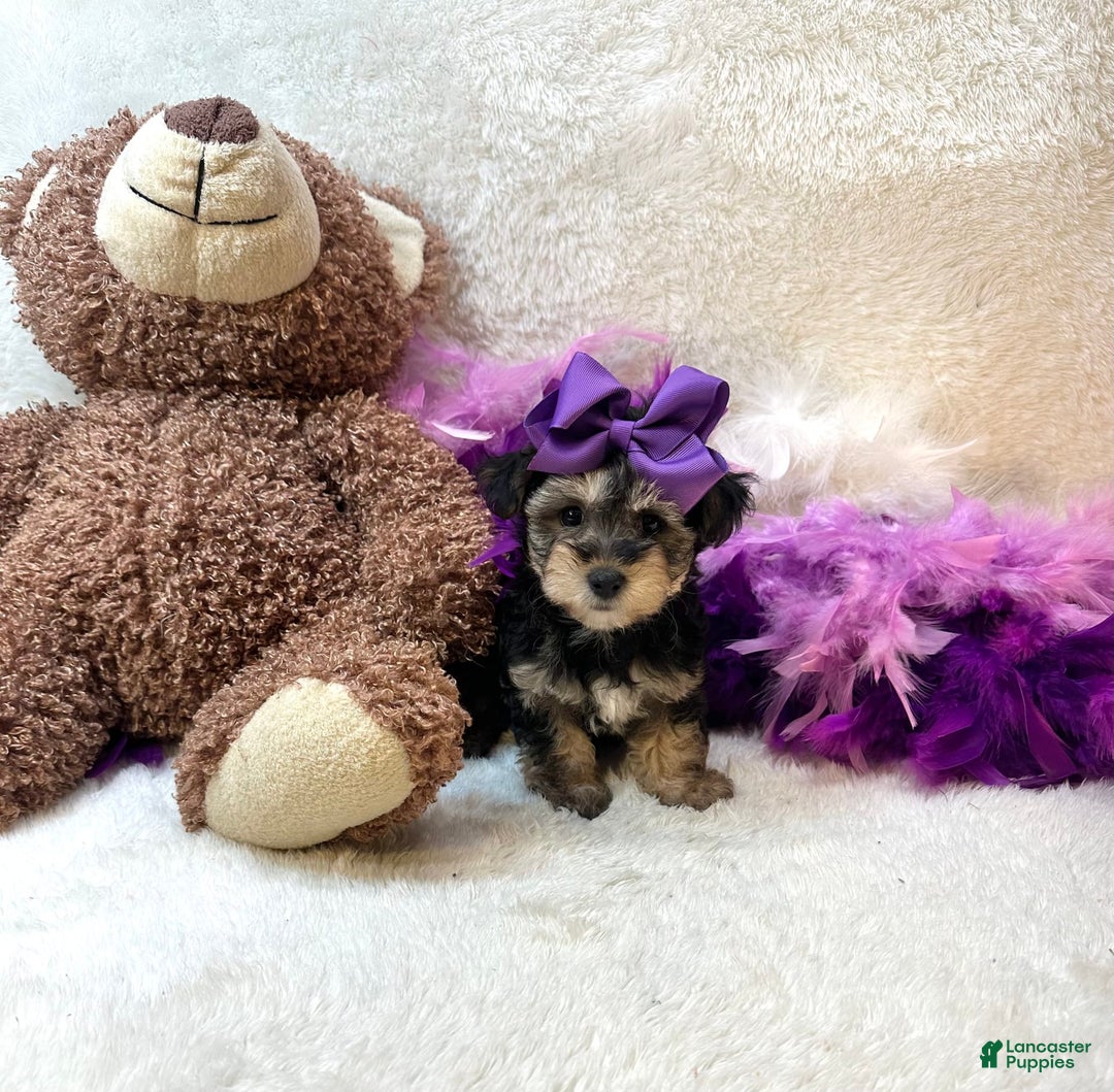 Yorkiepoo dogs for sale: Wren - Image 6