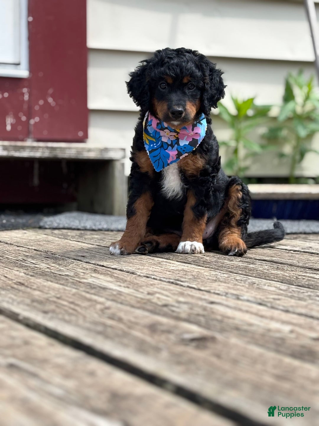 Aussiedoodle dogs for sale: Enola - Image 2
