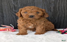 Cavapoo dogs for sale: Loki - Image 17