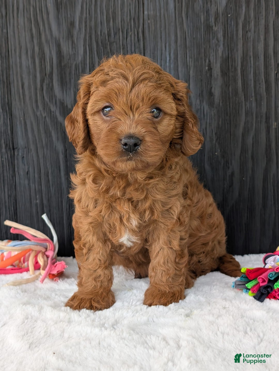 Cavapoo dogs for sale: Loki - Image 17