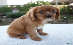 Cavalier King Charles Spaniel dogs for sale: Cruz - Image 9