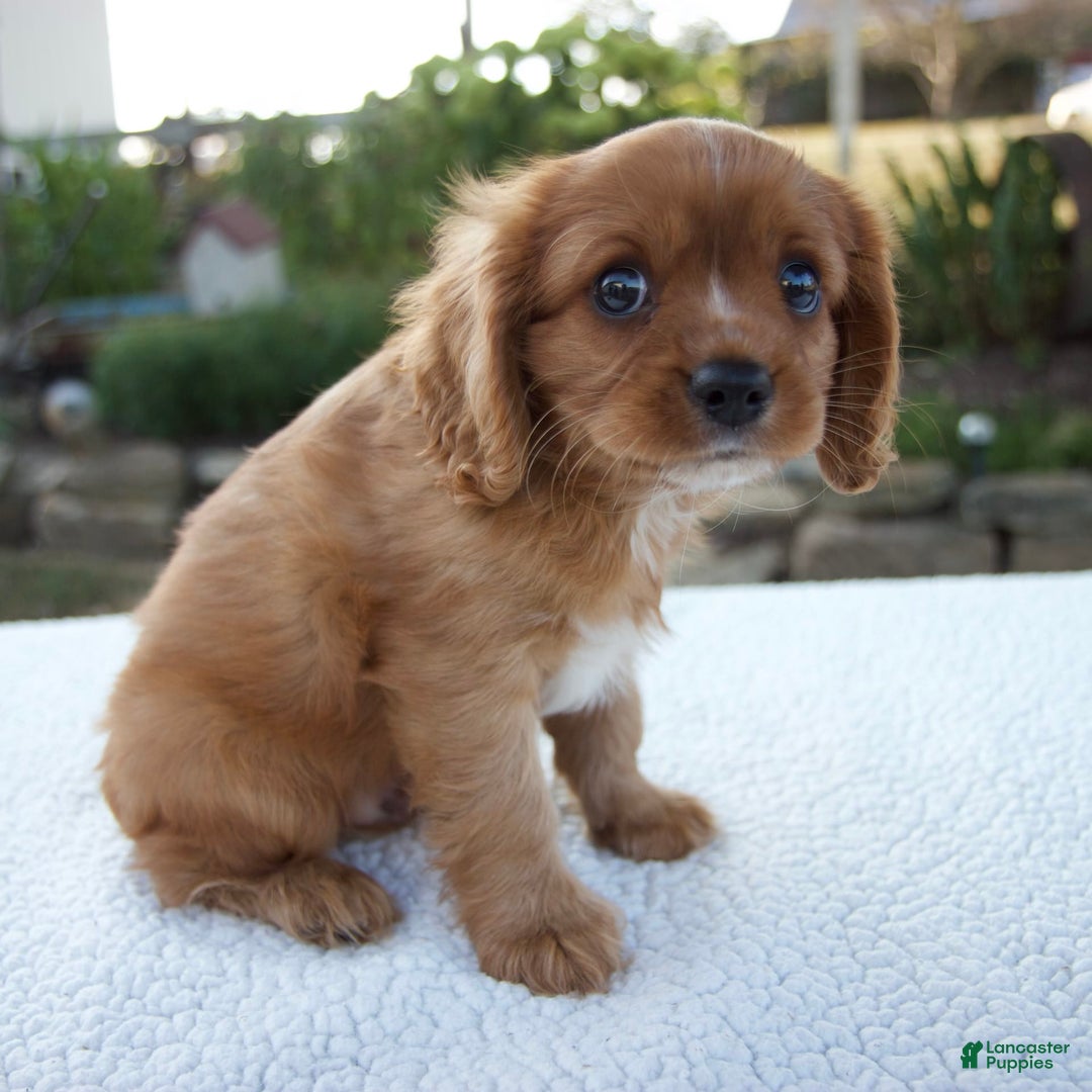 Cavalier King Charles Spaniel dogs for sale: Cruz - Image 9