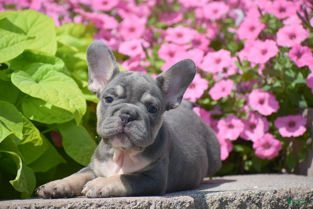 French Bulldog dogs for sale: Layla - Big Rope!! - Image 3