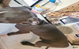 American Pit Bull Terrier dogs for sale: Tang - Image 4