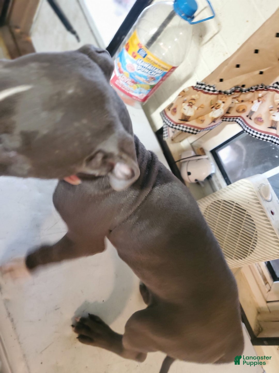 American Pit Bull Terrier dogs for sale: Tang - Image 4