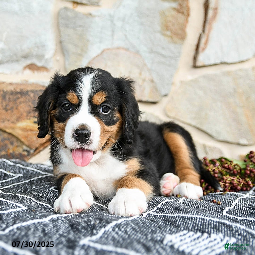 Miniature Bernese Mountain Dog dogs for sale: Holly - Image 3
