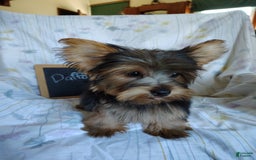 Yorkshire Terrier dogs for sale: Daffodil - Image 9