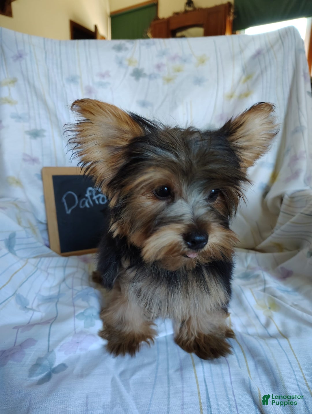 Yorkshire Terrier dogs for sale: Daffodil - Image 9