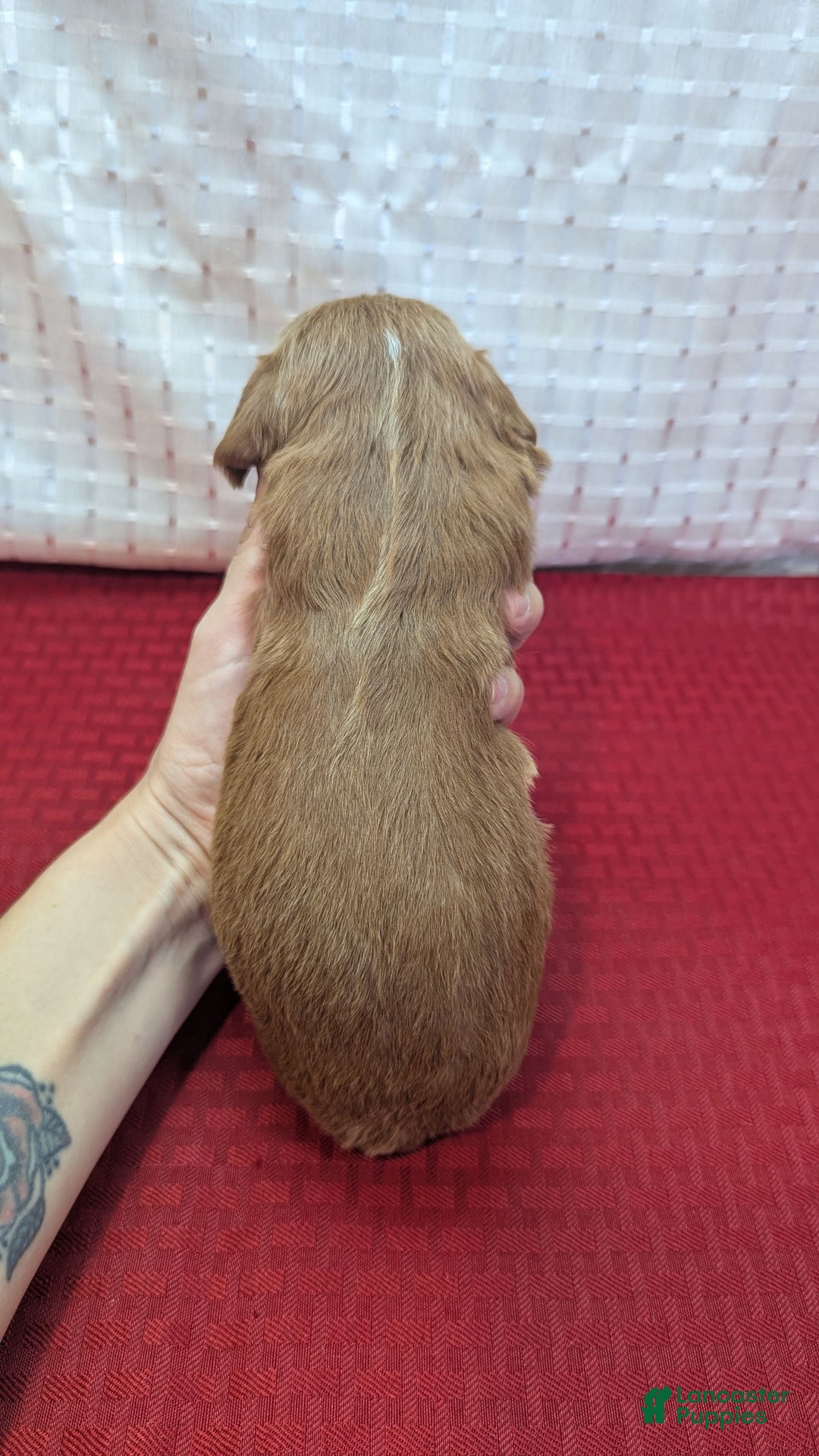 Cavapoo dogs for sale: Garrett - Image 2