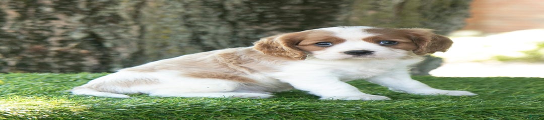 Scout