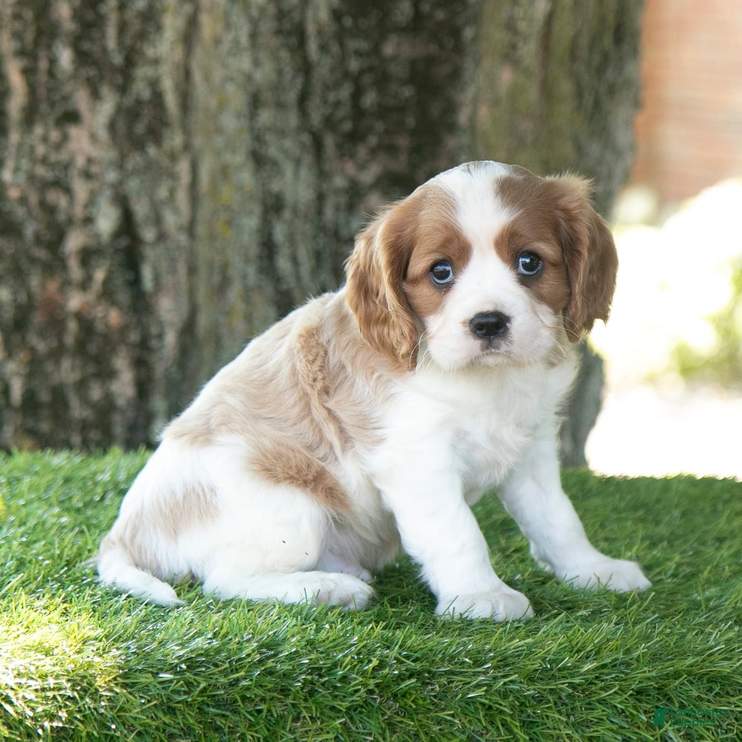 Cavalier King Charles Spaniel dogs for sale: Scout - Image 2