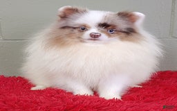 Pomeranian dogs for sale: Marley - Image 1