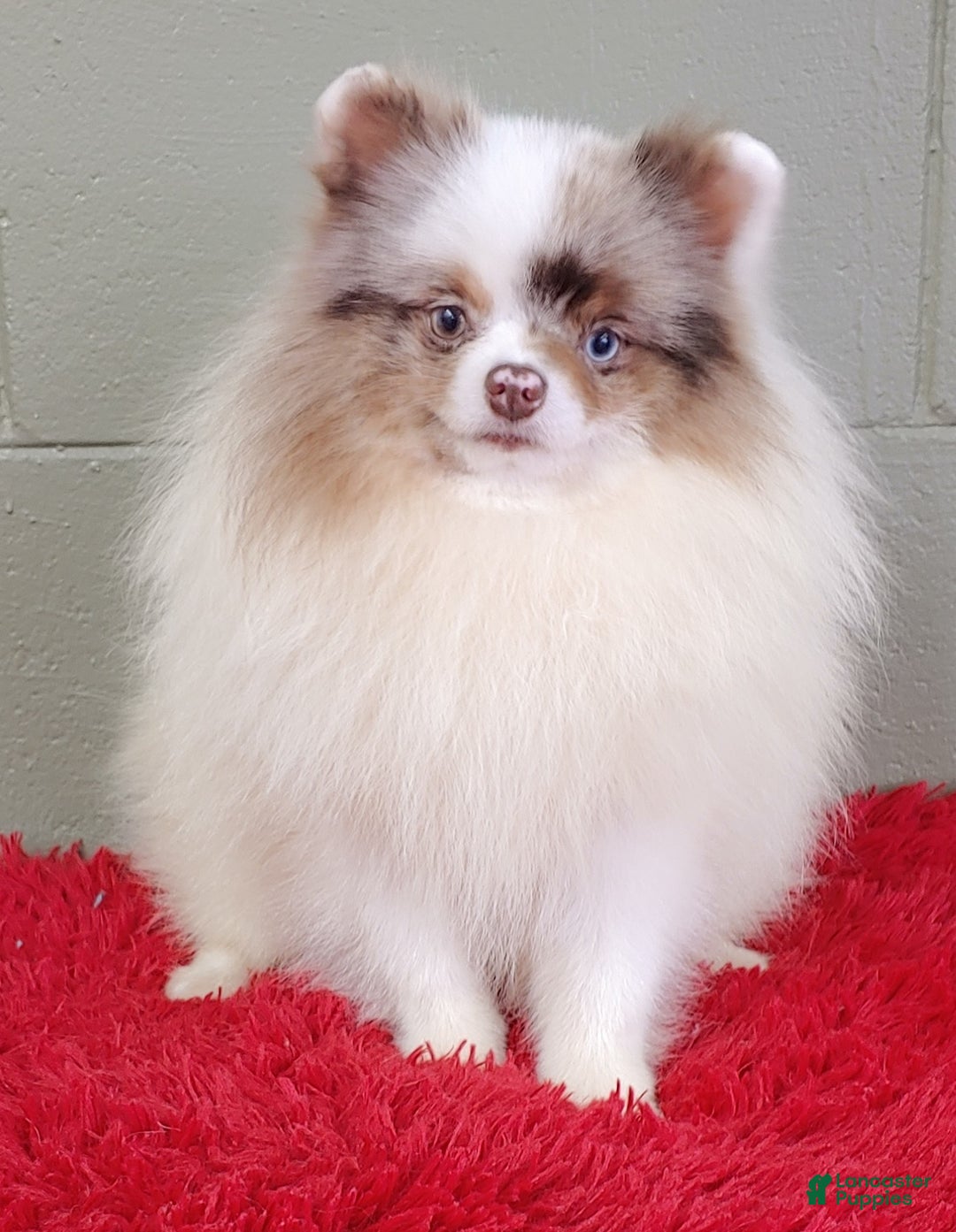 Pomeranian dogs for sale: Marley - Image 1