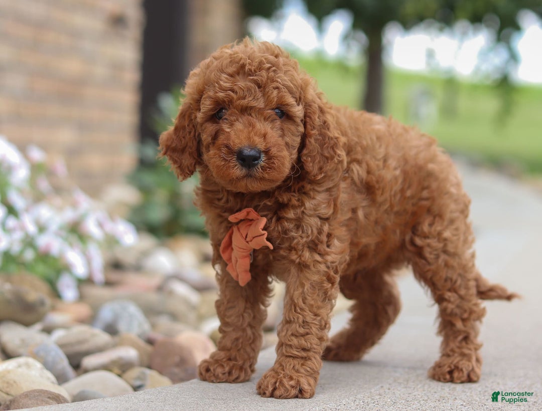 Goldendoodle dogs for sale: Hawk - Image 17