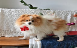 Pomeranian dogs for sale: Tailor - Image 7