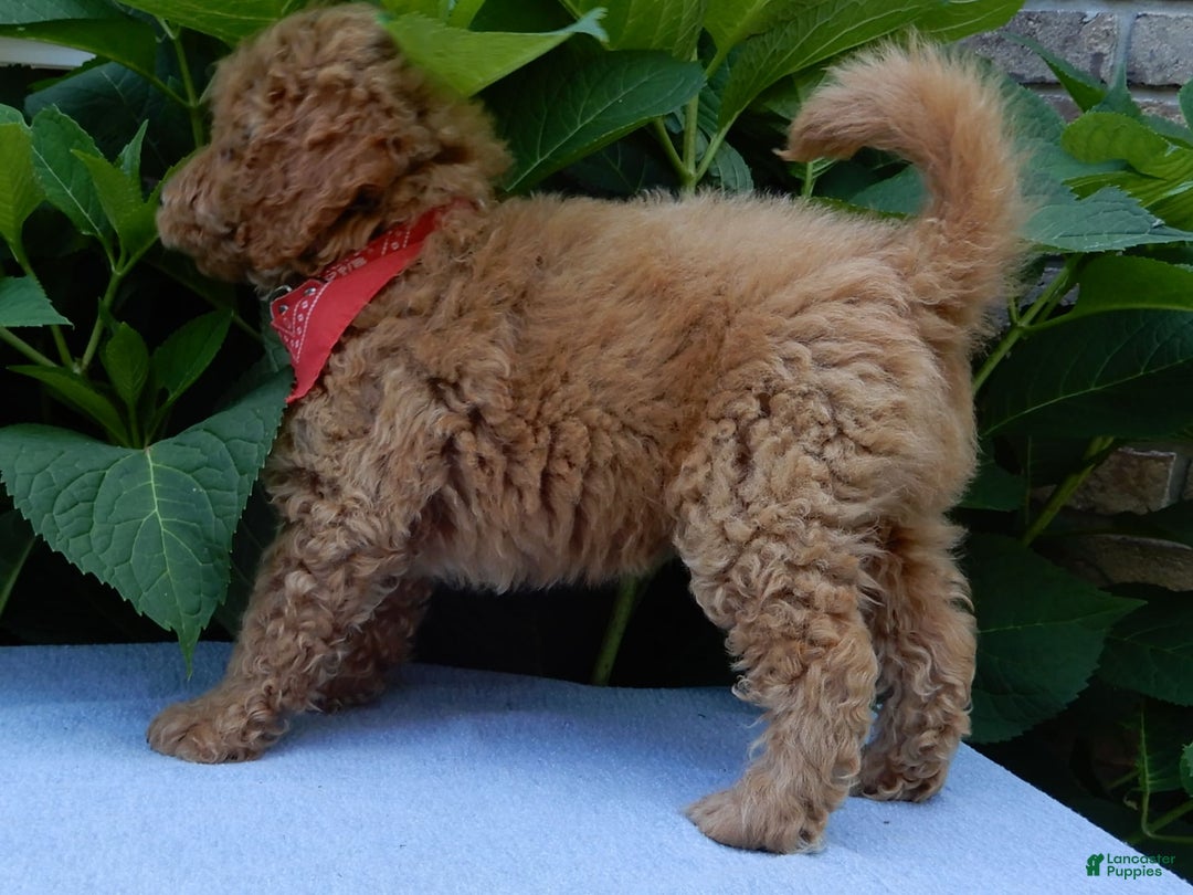 Mini Goldendoodle dogs for sale: Mack - Image 2