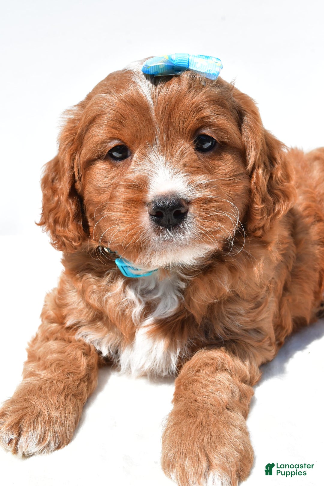 Mini Goldendoodle dogs for sale: Rubble - Image 2