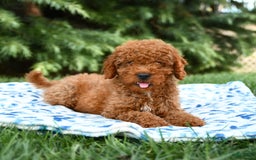 Mini Goldendoodle dogs for sale: Gulliver - Image 8