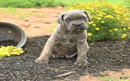 Cane Corso dogs for sale: Ivar - Image 4