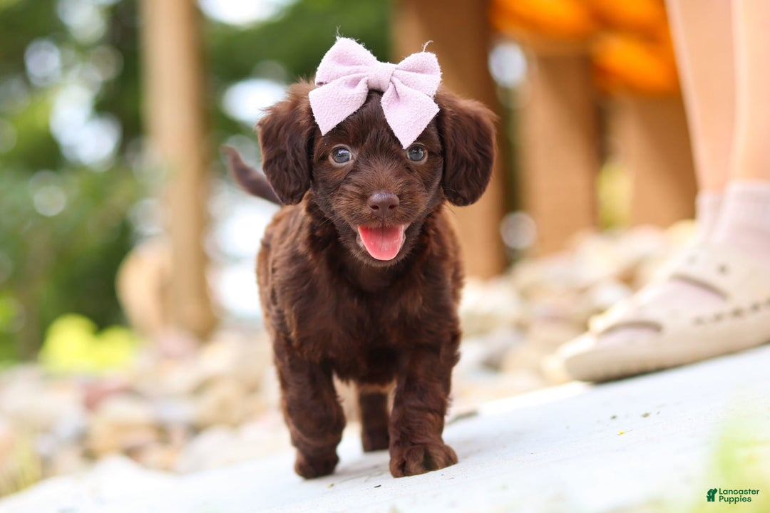 Miniature Dachshund dogs for sale: Chai - Image 2