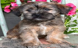 Shorkie dogs for sale: Troy - Image 1