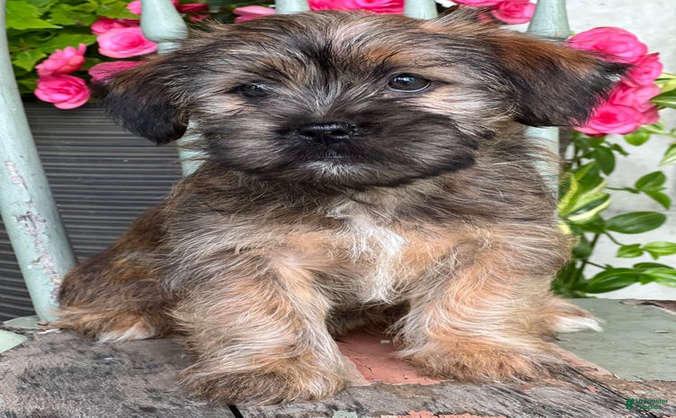 Shorkie dogs for sale - Ad 2
