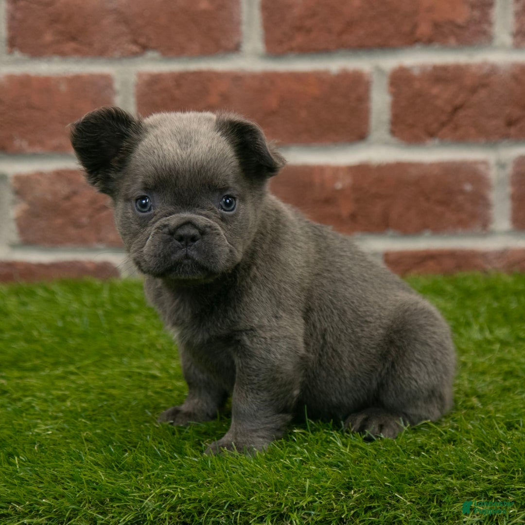 French Bulldog dogs for sale: Sara - Image 8