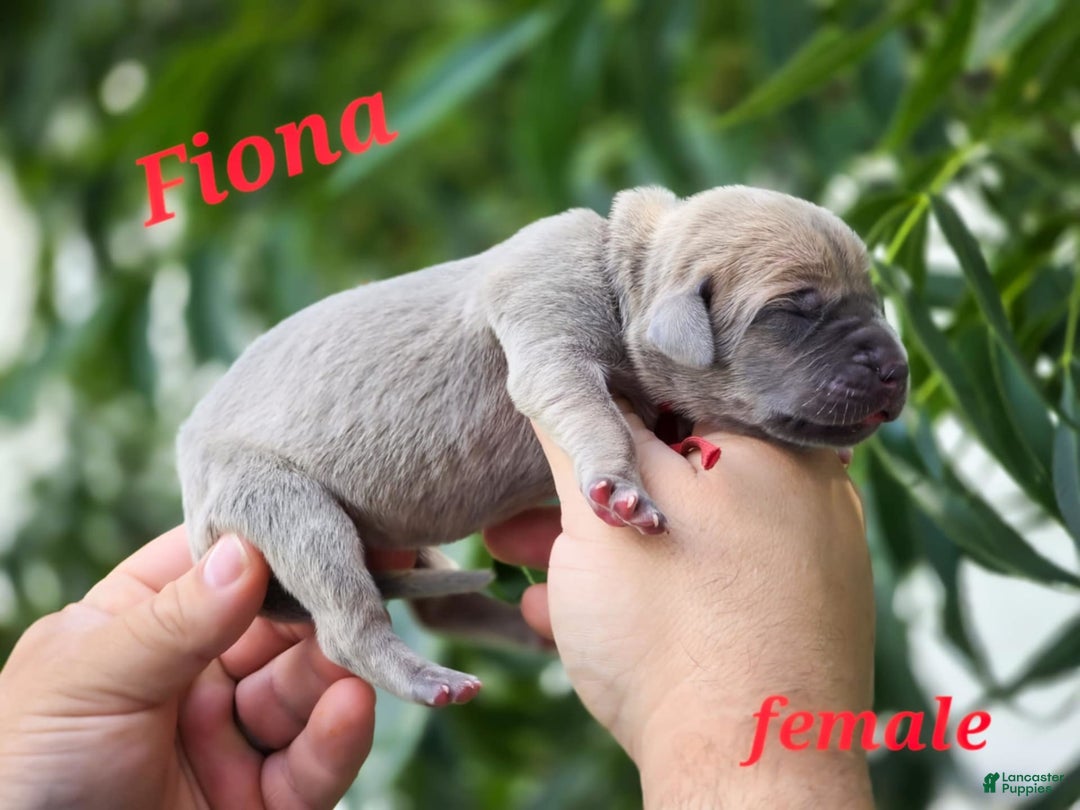 Great Dane dogs for sale: Fiona - Image 2