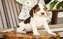 Beagle dogs for sale: Primrose - Image 5