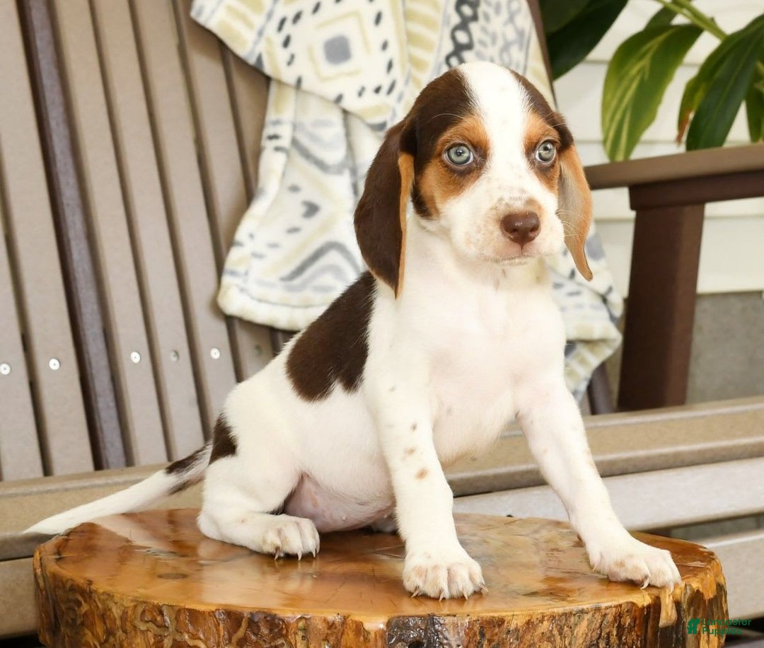 Beagle dogs for sale: Primrose - Image 5