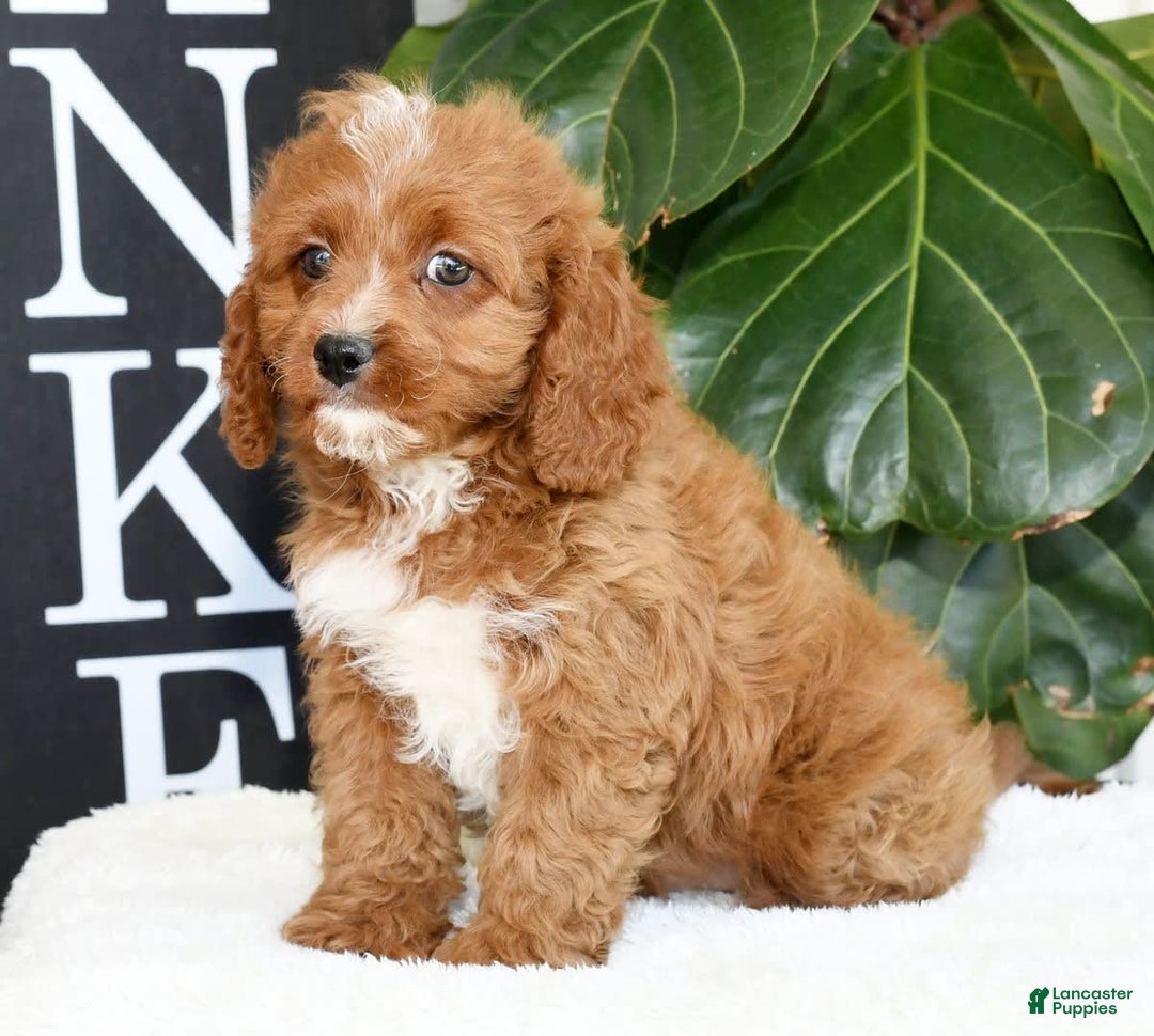 Cavapoo dogs for sale: Ernesto - Image 3