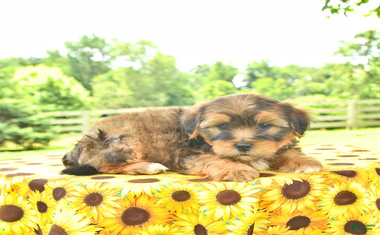 Shorkie dogs - Advert 28