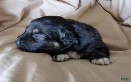 Australian Shepherd dogs for sale: Tri Black - Image 2