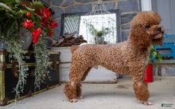 Miniature Poodle dogs for sale: Bentley - Image 4