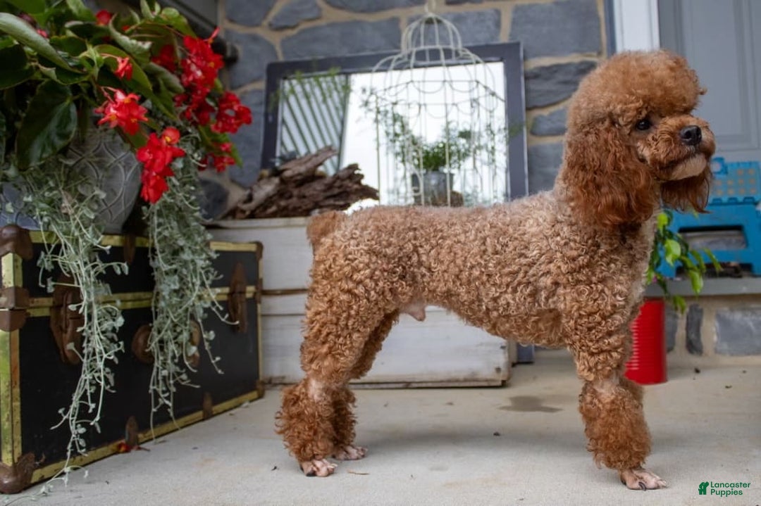 Miniature Poodle dogs for sale: Bentley - Image 4