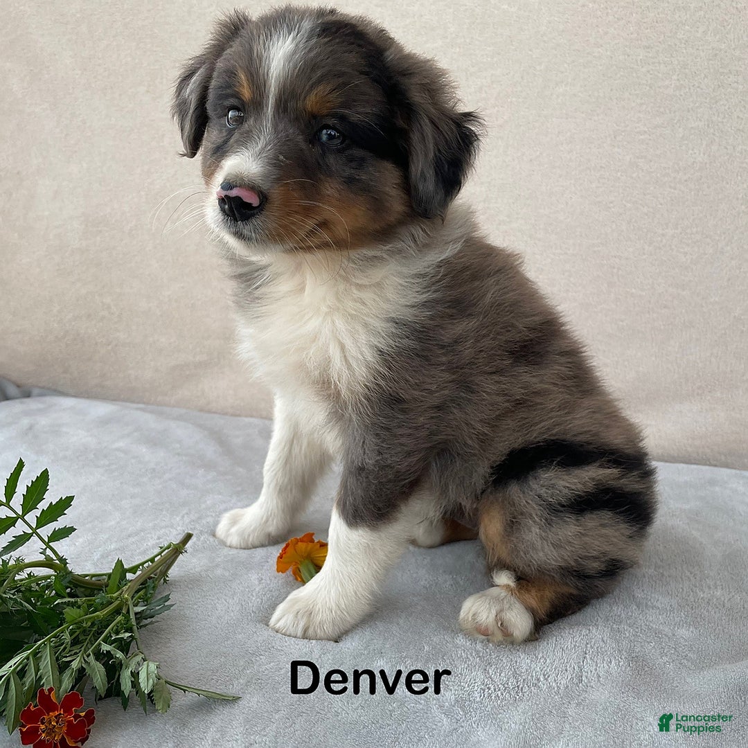 Australian Shepherd dogs for sale: Denver - Image 1