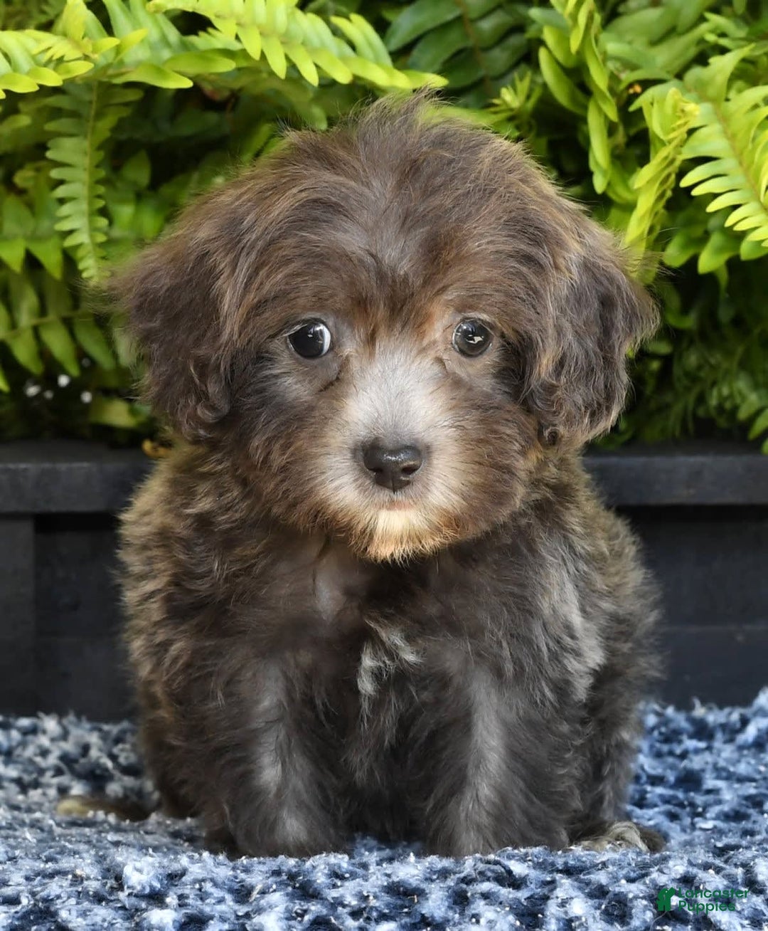 Havapoo dogs for sale: Mayor - Image 6
